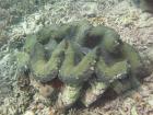 Tridacna gigant